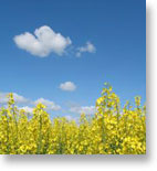 Canola Futures Trading