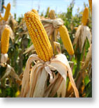 Trading Corn Futures