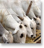 Meat Trading