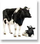 Live Cattle Trading