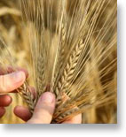Wheat Market Trading